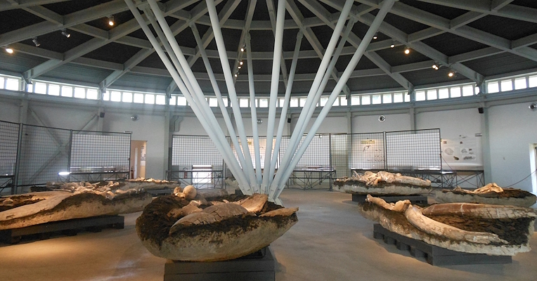 Hall of the Paleontological Museum of Pietrafitta with large fossils displayed under a circular structure with metal beams
